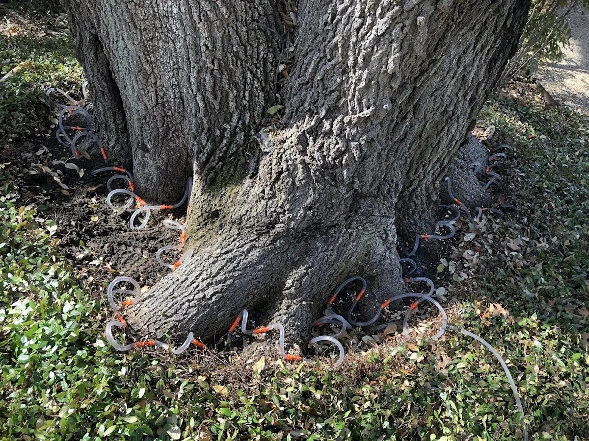 Detailed Tree Cabling and Bracing job site in Spring Green
