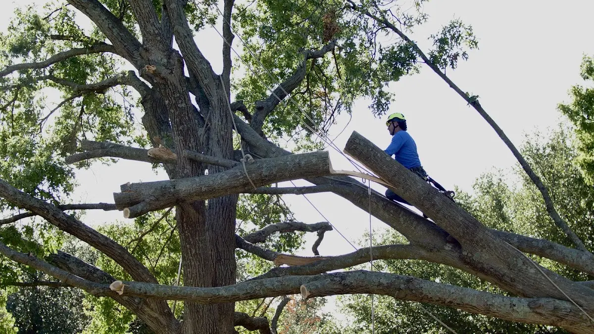 Professional Crown Thinning performed by certified arborists in Spring Green